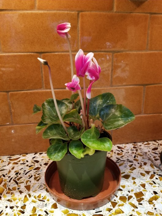 F9CBFE64-84D2-41DC-AA55-74F063469C1B