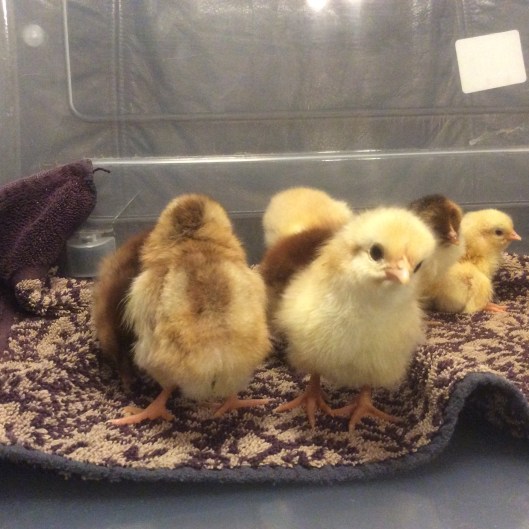 9C74A861-670F-44A9-96E0-A0702DD9CE12