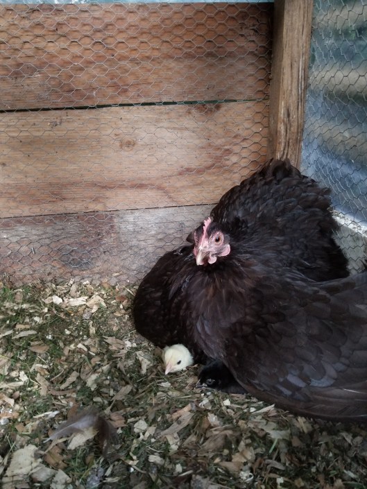 80CEF9D0-9EFF-4179-9A61-7FA15D318DB8