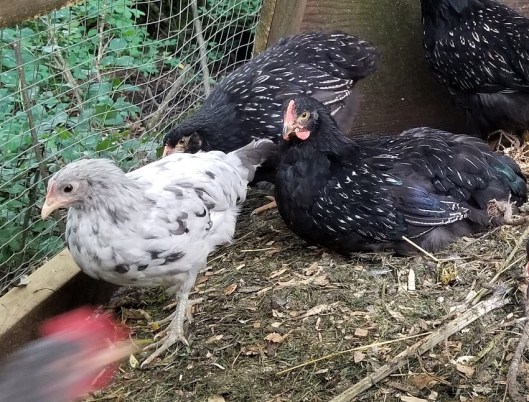 9CEA327B-2C3E-4636-B263-2A3FE43CE6E9