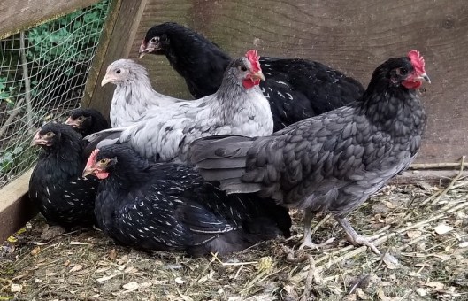 A40C79AD-FB3B-4E3C-A78E-CB3C7ADEEAC2