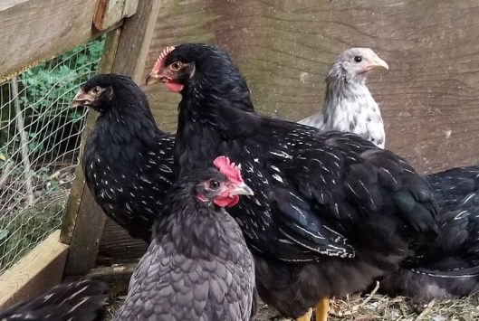 A5662A95-E58C-4766-9933-8D8FC0463DE1