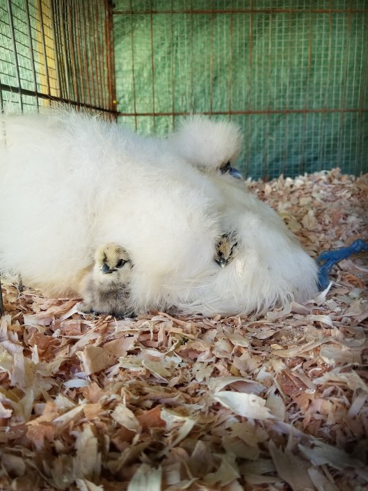 CF0B4893-1D84-45A9-A8E8-07093F6D87B1