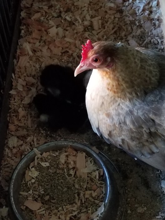 EA579885-D66B-47F8-A8BB-5AA6574208DC