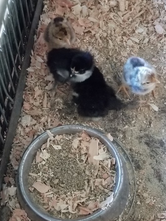 ED1ADEBD-1FA5-4A48-842D-88F1DB622BFB