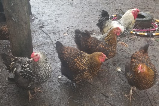 4c36a1d5-d516-4369-85f6-83ae8479e9e5