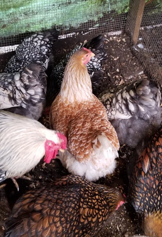 733f663a-eba4-4b67-abff-d0a08f817fc0