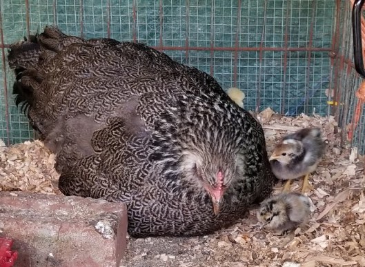 D7C815C6-D191-47ED-BE23-417F8A17DFAE