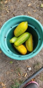 D8ECA2A1-EC8B-438B-BCD7-5540F0E5146E