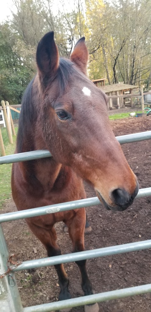 E23A53ED-D9BA-47DD-8C16-D53B90E1D6D5