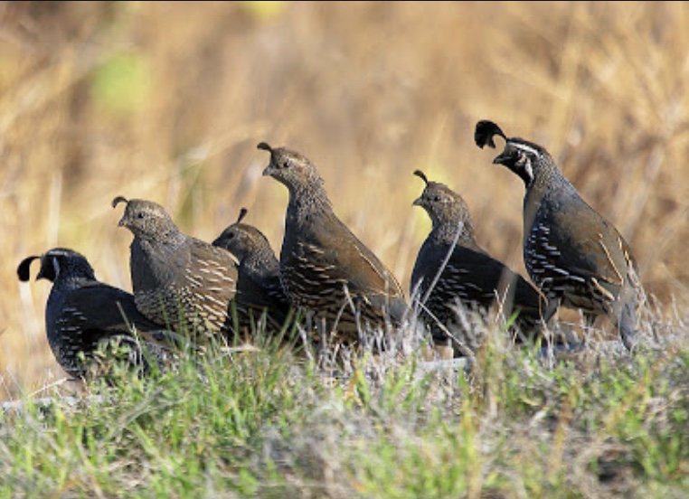 E0F83B8B-D6EF-4527-BA00-A978804C0135