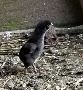 5C6081AB-4684-42B4-BA61-FCD1FC922575